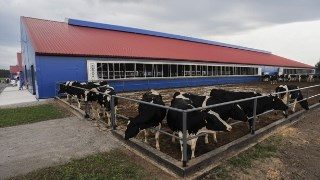 Строительство коровников в Челябинске